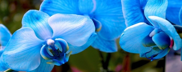 蝴蝶兰怎么养护和施肥施什么肥料,树皮养蝴蝶兰