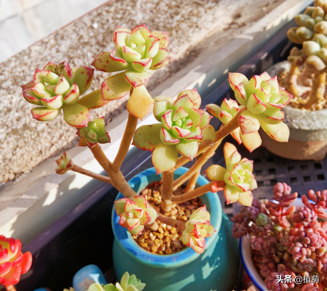 多肉遭虫害,多肉被鸟儿吃了怎么办