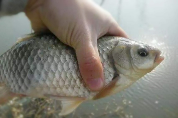 夏天鲫鲤草通杀饵料,四季野钓鲫鲤草最好用的饵