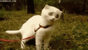 为什么瑞典人不吃挪威产的三文鱼？