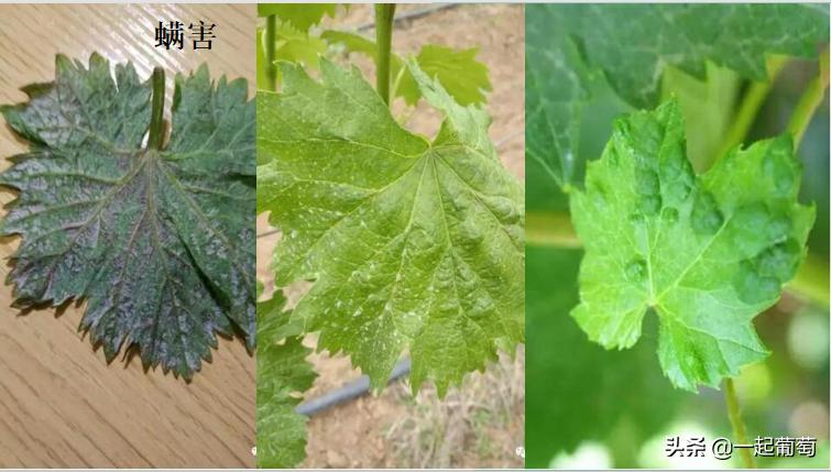 葡萄园常见病虫害及防治方法,葡萄园虫害消灭方法