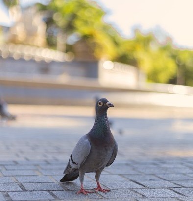 深圳南山区的花卉市场——荷兰花卉小镇