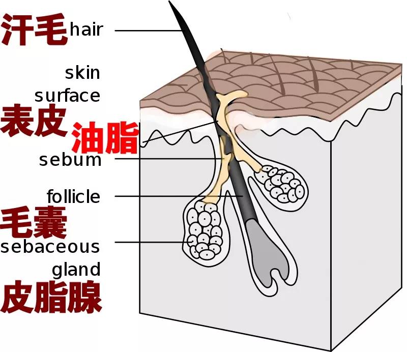 南方人洗澡不搓澡没有泥吗,南方人洗澡不搓澡身上有灰吗