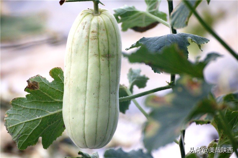 水果之乡陕西大荔,不讲理的大荔县典故