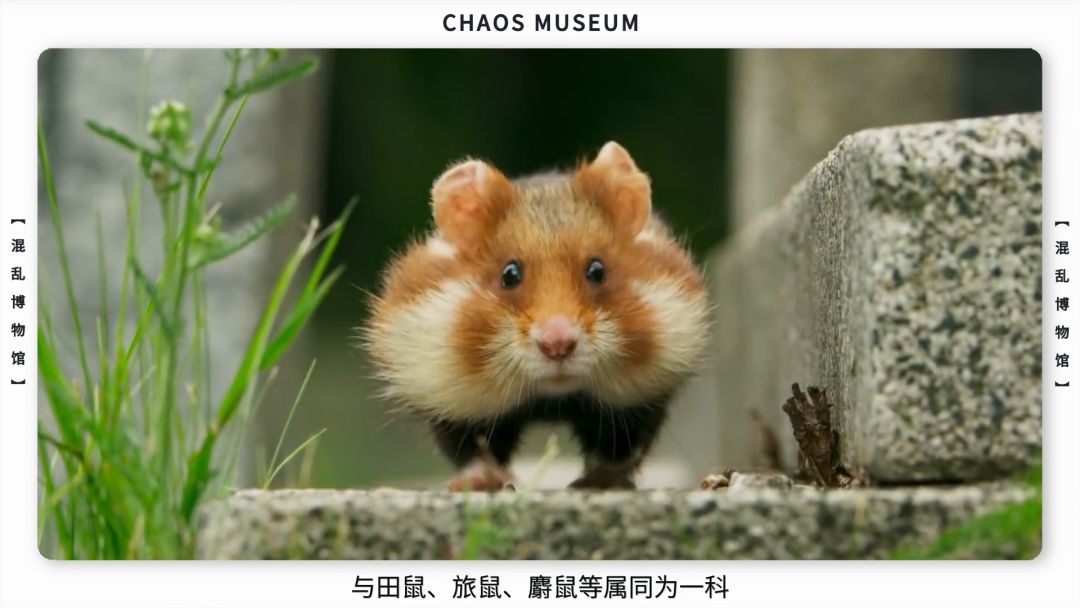 米老鼠是耗子吗,米老鼠原型是什么鼠