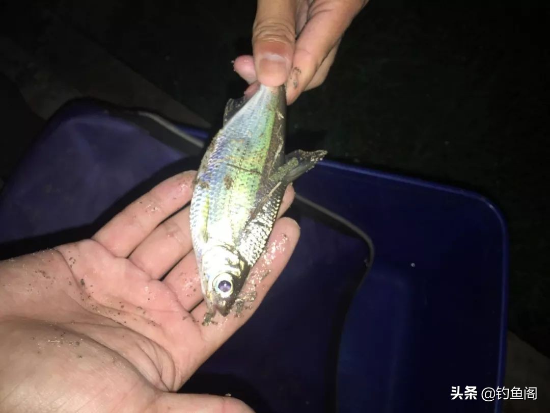 夜钓浮漂没有顿口直接上顶,夜钓看不见浮漂
