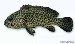 40种常见淡水鱼,45种常见海鱼名称