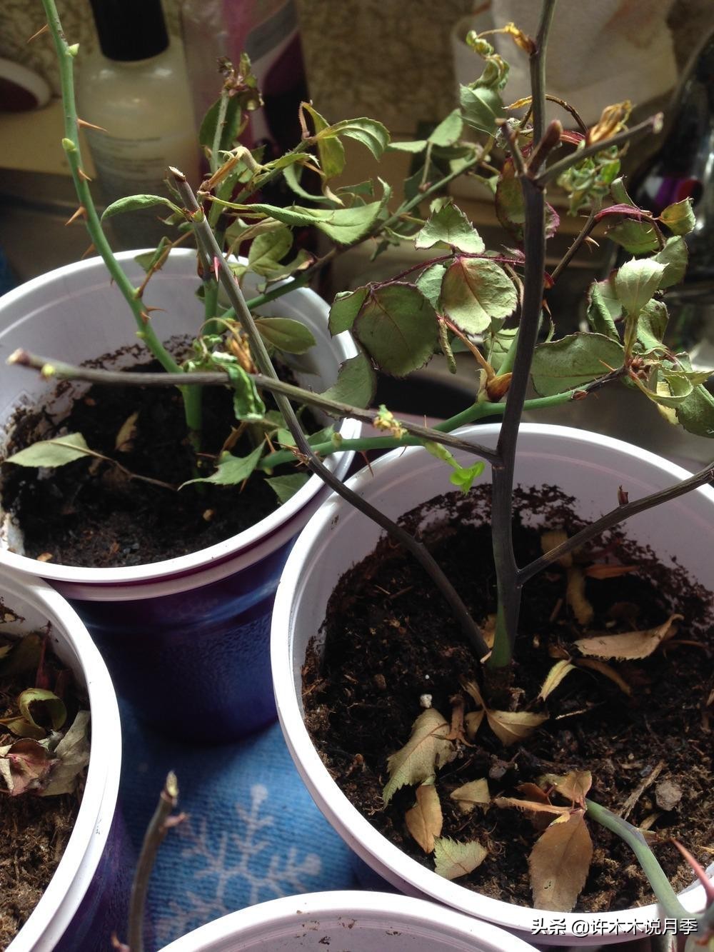 月季修剪后黑杆怎么处理,月季黑杆最好的治疗方法