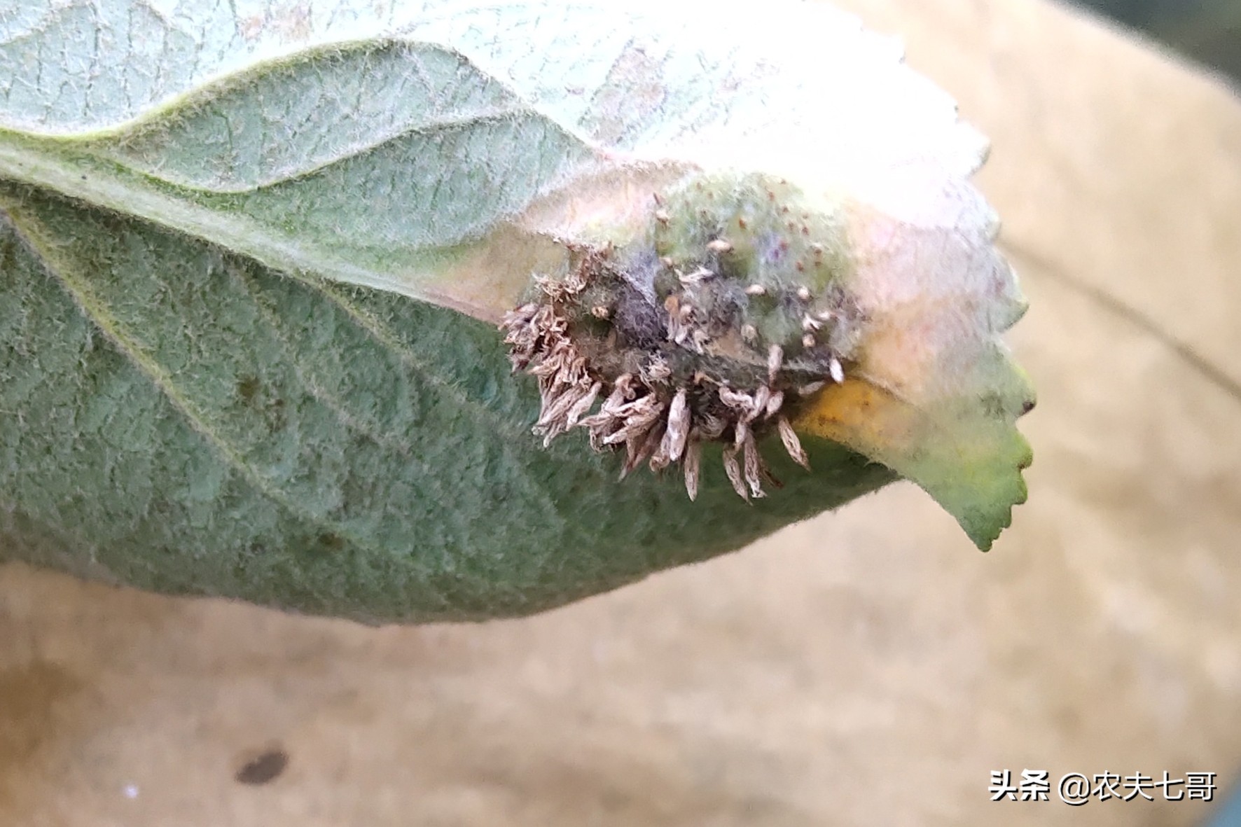 苹果斑点落叶病如何施药,苹果叶片黄了是怎么回事