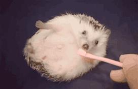 刺猬除了刺猬粮啥也不吃,刺猬爬枣树