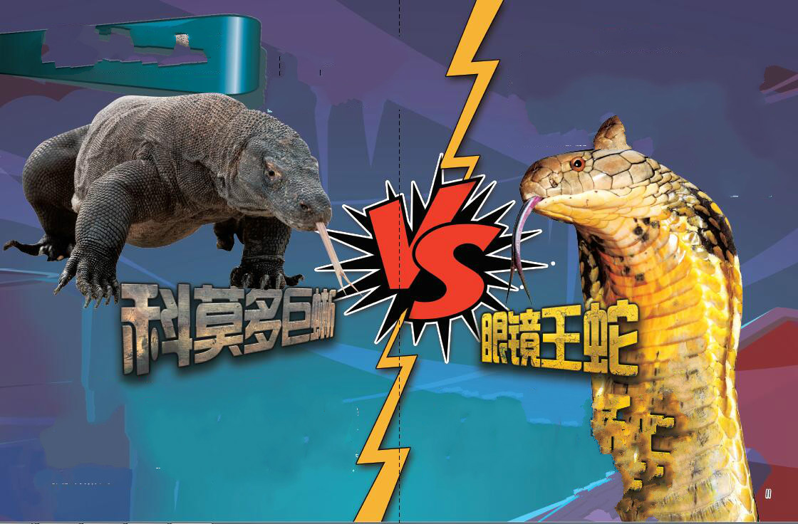 科莫多巨蜥vs眼镜王蛇,眼镜王蛇与科莫多巨蜥对战