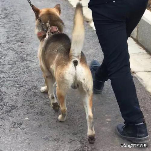 土狗为何只有中华田园犬这么贵,中华田园犬有多省钱