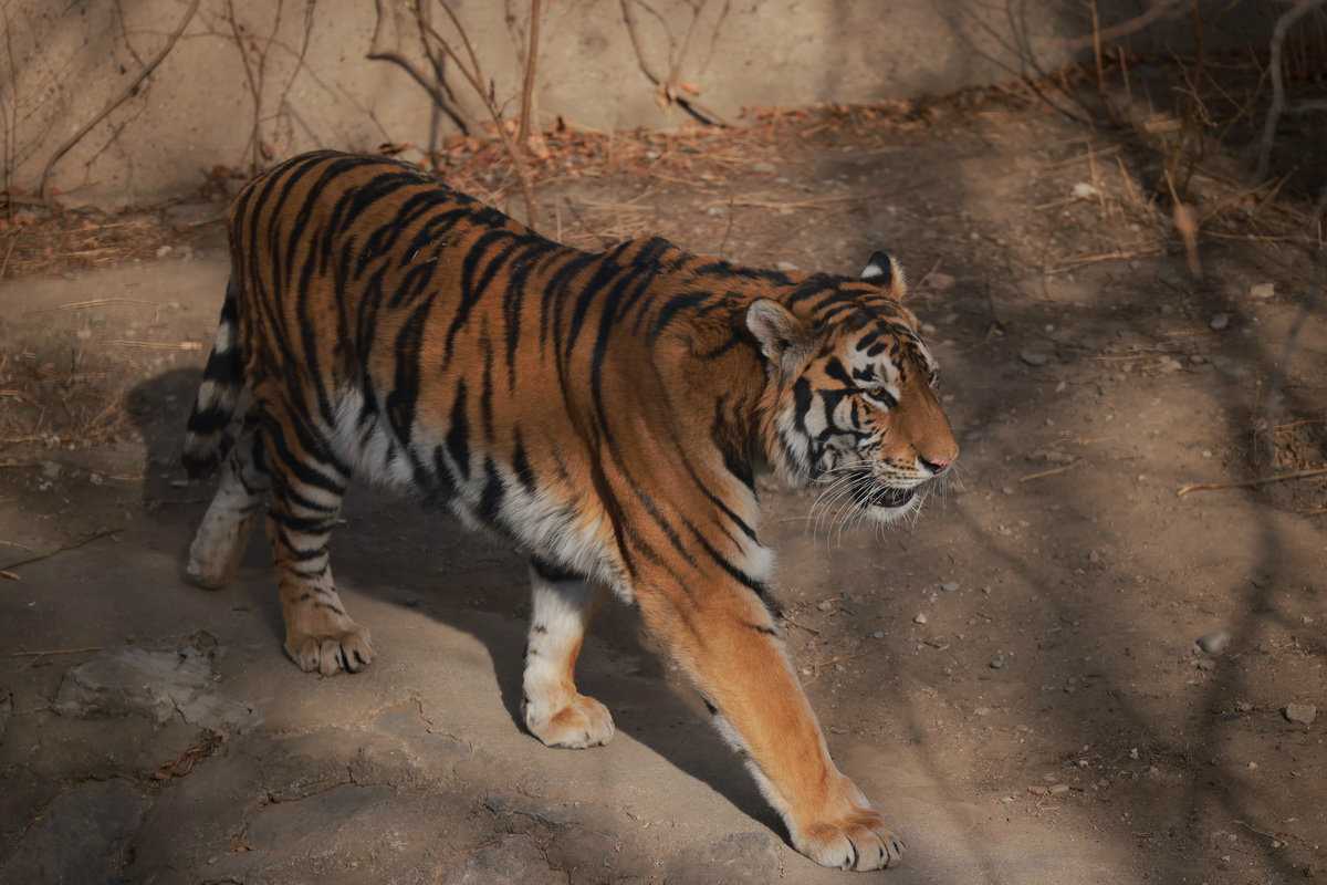 史上最轻便长焦利器佳能RF70-200mmF4L镜头评测