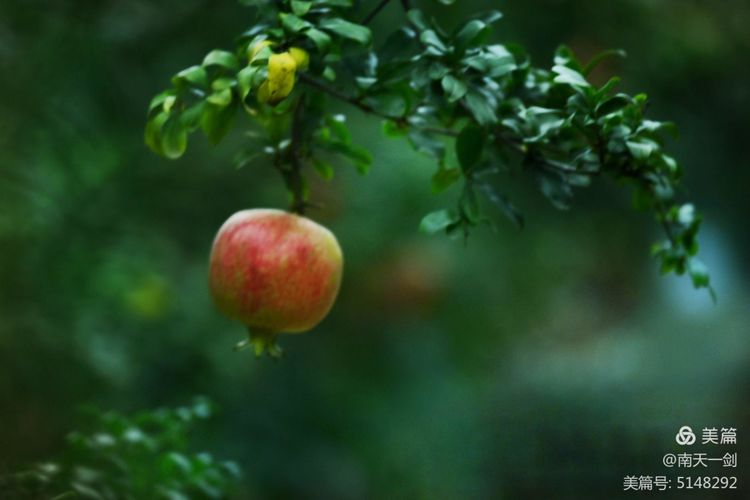 石榴一般几月份熟,石榴怎么判断熟了