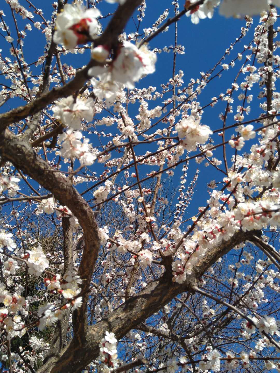 如何用喜马拉雅赚钱1万以上,喜马拉雅fm如何赚钱