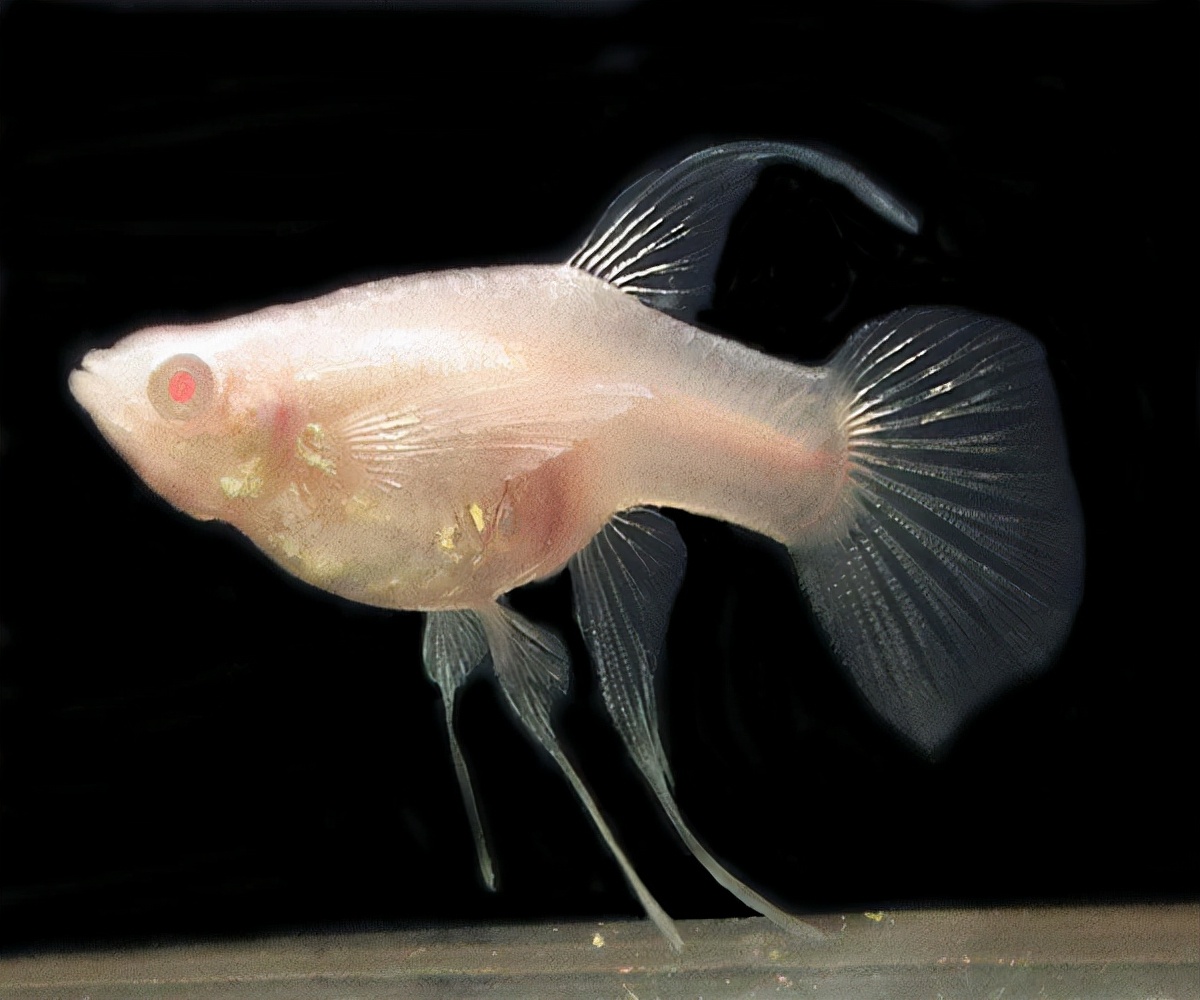 怎么判断孔雀鱼快要生小鱼了,孔雀鱼母鱼正在生鱼仔不吃鱼食