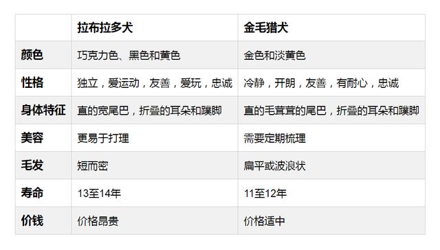 新手养金毛和拉布拉多哪个更合适,到底是养拉布拉多好还是养金毛好