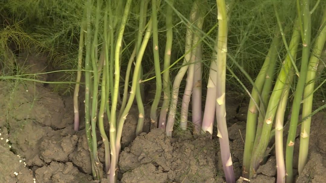 如皋城北街道野林村芦笋现状,芦笋产业乡村振兴