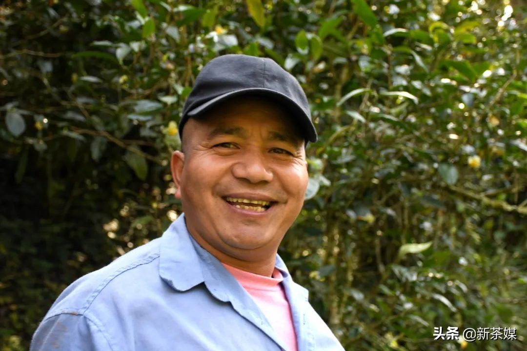 南糯山拔玛寨茶的特点,南糯山拔玛茶介绍