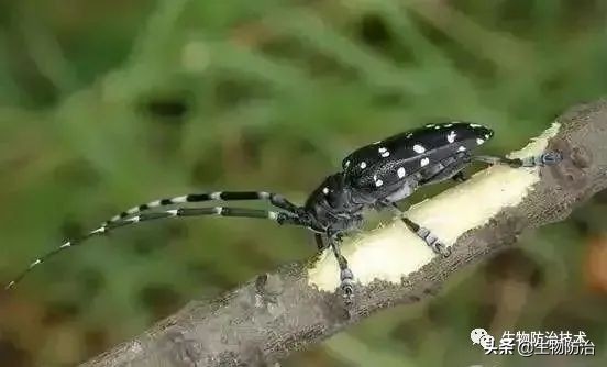 蛀干害虫是钻蛀害虫吗,果树枝干钻蛀害虫图片