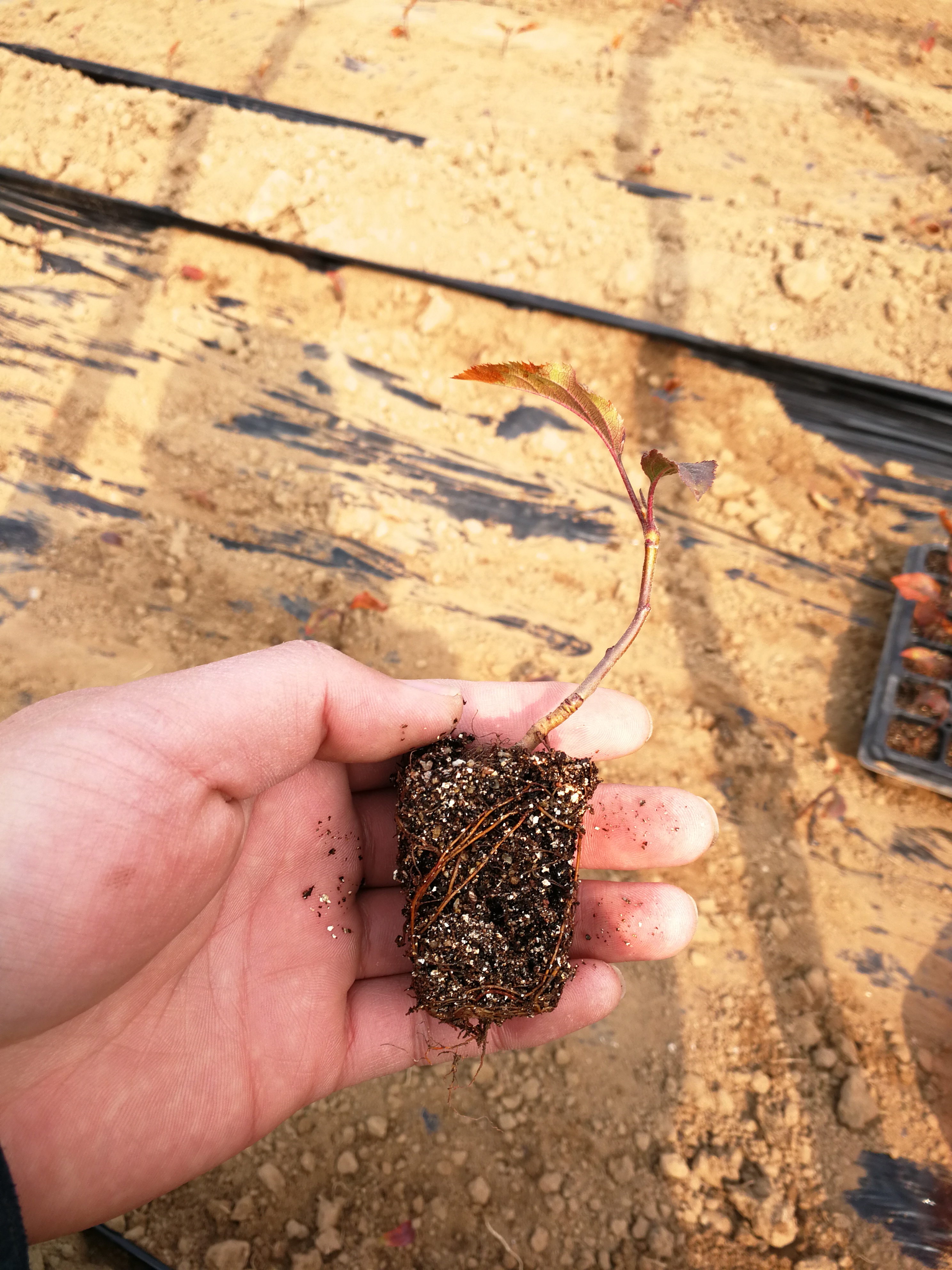 当年挂果山东烟台红富士苹果树苗,红富士苹果树苗芽变新品种介绍