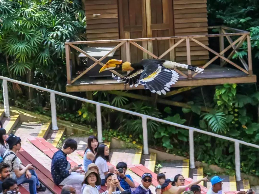 新加坡动物园周末,新加坡旅游攻略动物园