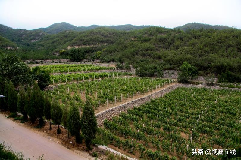 山西平定：富利农业合作社的乡村旅游致富经