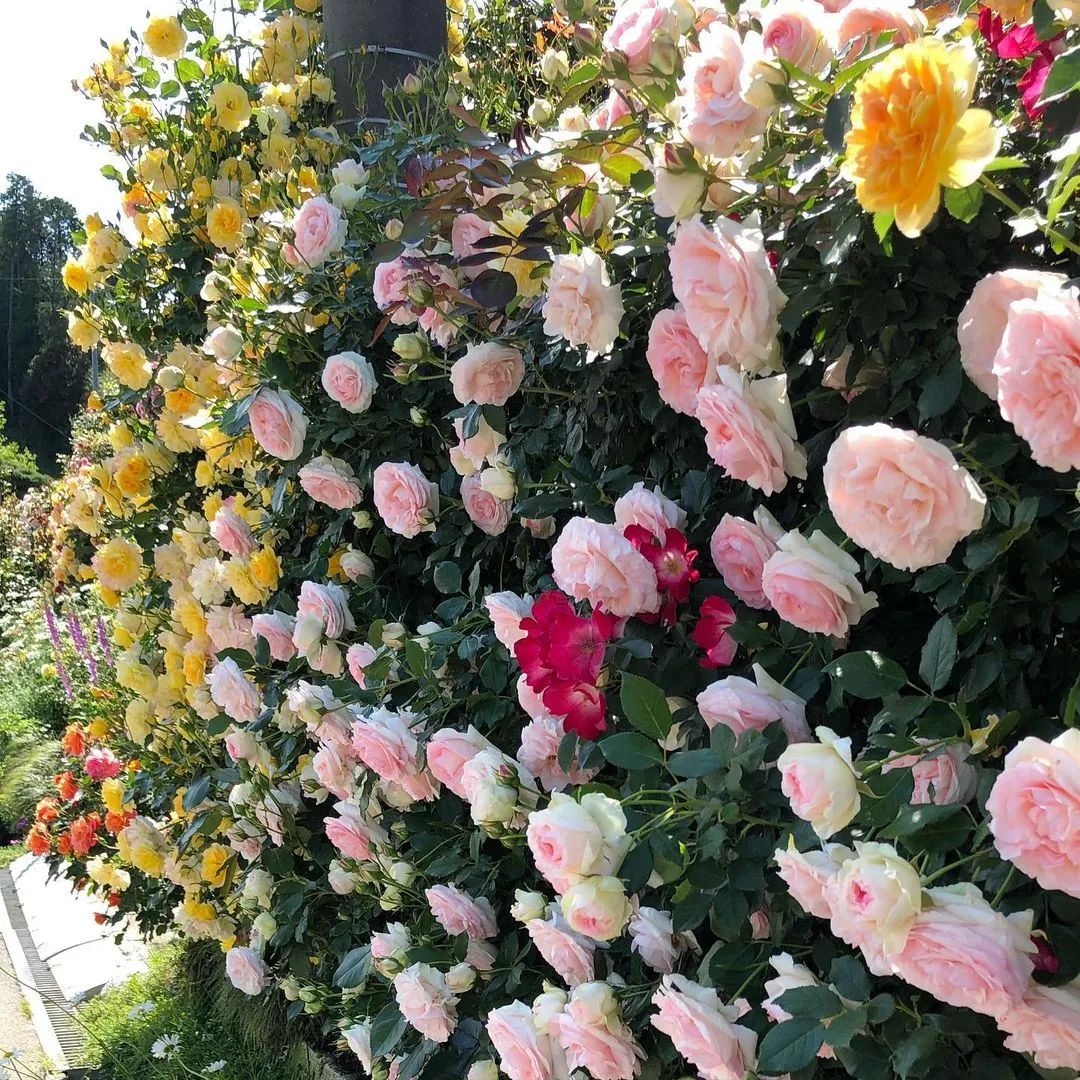 太毒了！“别人家”的月季花园，美到让人窒息