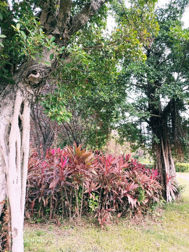 〔胭脂随笔〕走哪想哪,想哪写哪之西贡香水