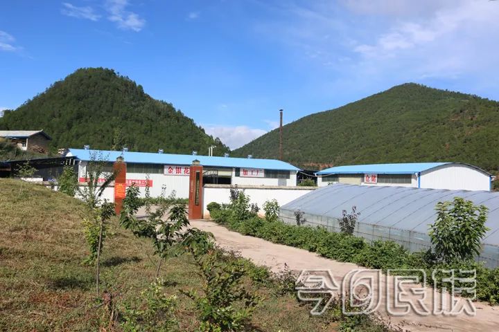 金银花开了春天就到了,金银花开了春天来了