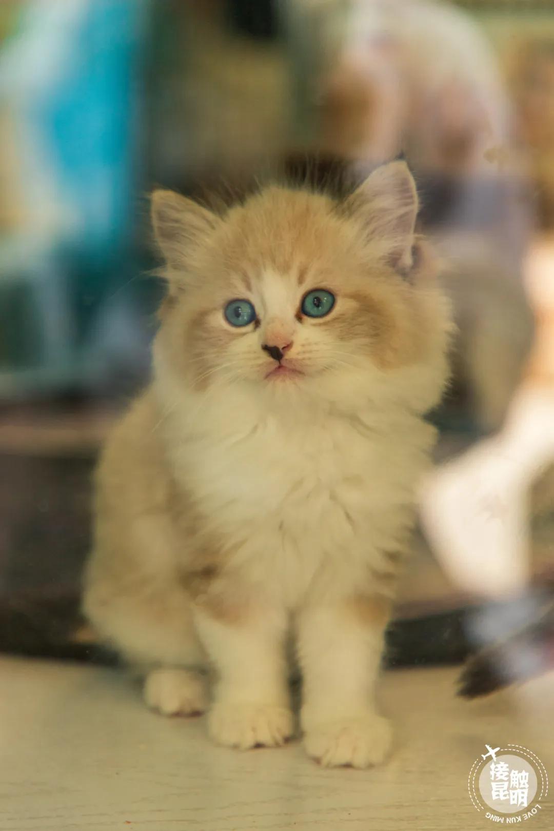 逛逛园博花鸟市场,园博花鸟市场攻略