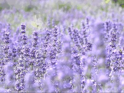 美哭了天津薰衣草花海盛放,美cry