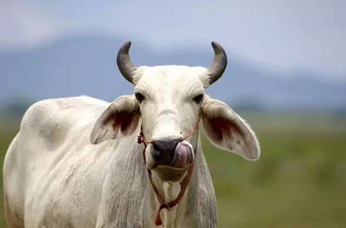 农村创业点子大全,农村创业新点子