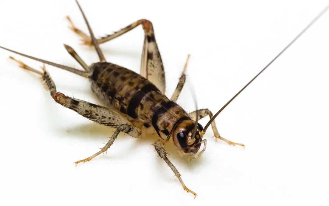 蟋蟀粉做面包,面包是不是用蟋蟀做的