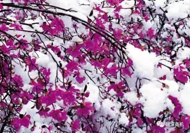 中国各大城市市花介绍,全国56市市花太美了的视频