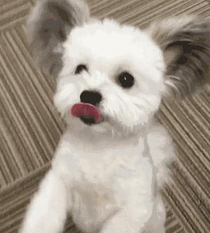 小型犬都容易得皮肤病吗,小型犬都有基因缺陷