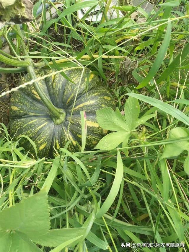 回民小穆,蓟县九山顶有几家回民清真农家院