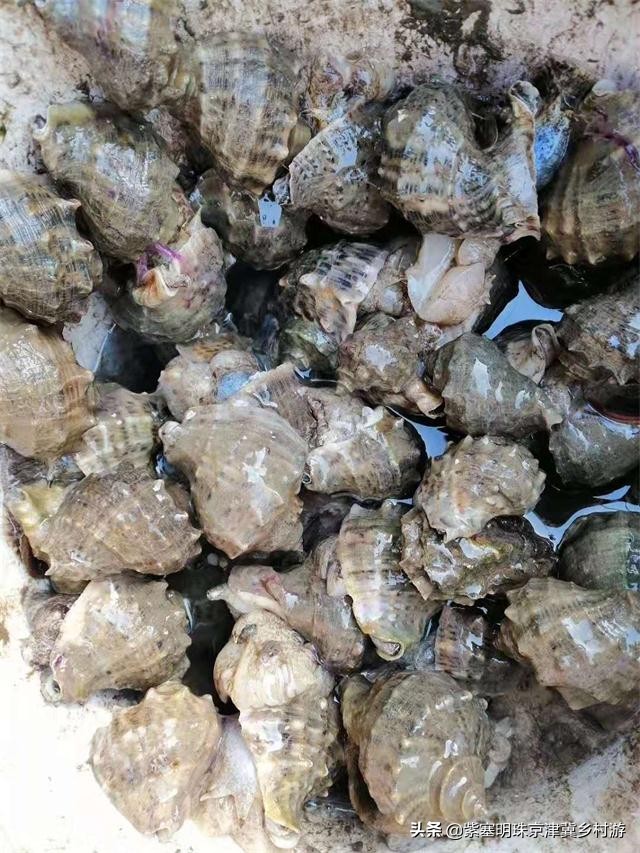 人间六月天，来海岛许一场似水流年——唐山乐亭韩姐农家院