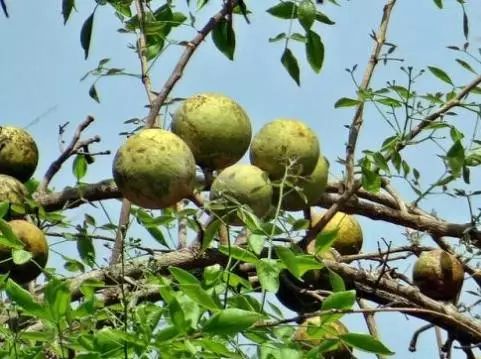 东南亚9大奇葩水果，第3个在中国是爆款！