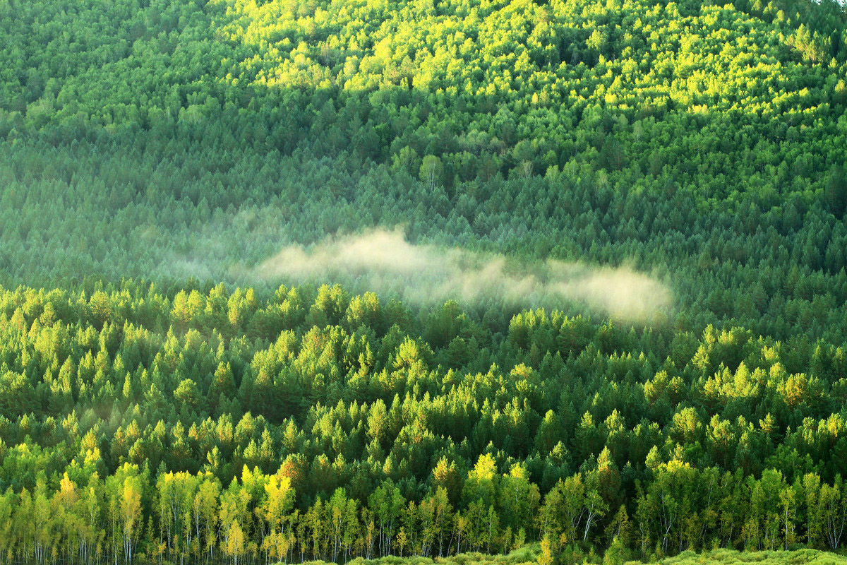 吉林好大米推荐,吉林好吃的大米品牌