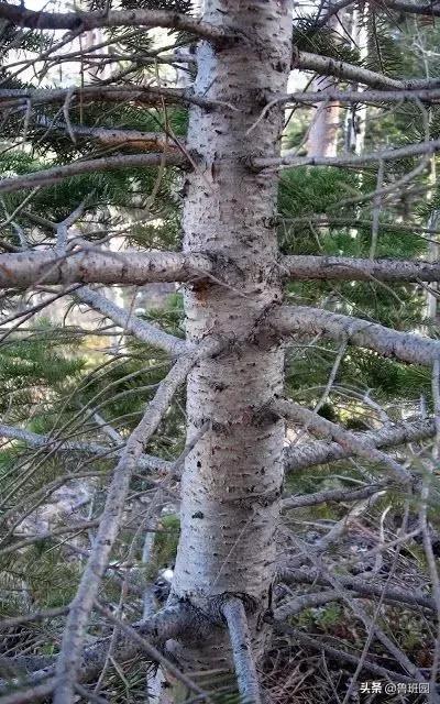 普通雪茄和高级雪茄,普通杉木和香杉木的区别