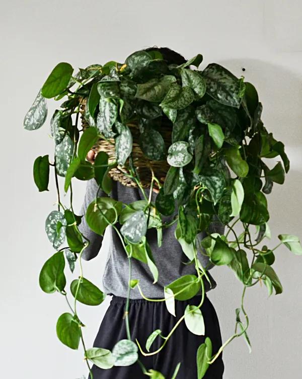 绿萝刚长出来的叶子卷曲怎么回事,水培绿萝的叶子为什么卷曲不舒展