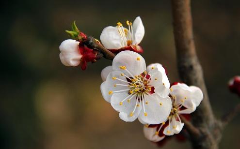 没有蔷薇科,哪里会有春天?