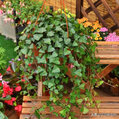 吸甲醛最好的3种花,什么花可以净化空气吸收甲醛