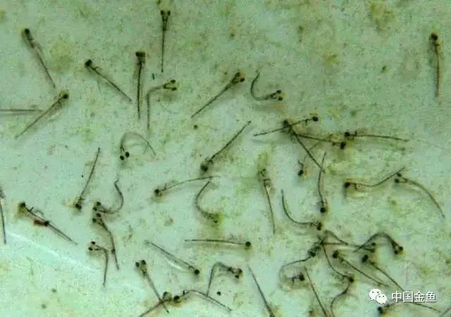 金鱼人工繁殖挤卵需静置多少时间,泰狮金鱼在哪个时间段繁殖比较好