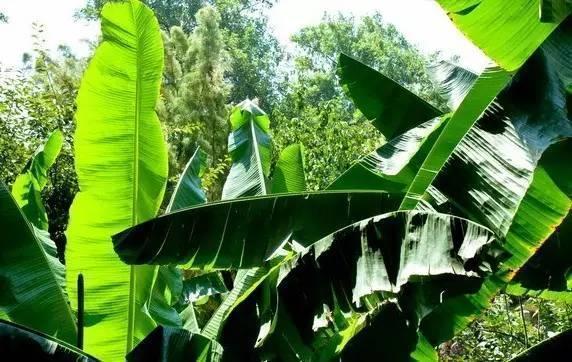 科普端午节和吃粽子的由来,端午粽百科