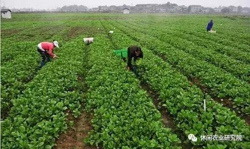 致富果的产业振兴梦,莫让脱贫变为懒惰的借口