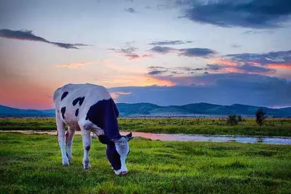 三伏天来了加长版完整版,40天三伏天完整视频