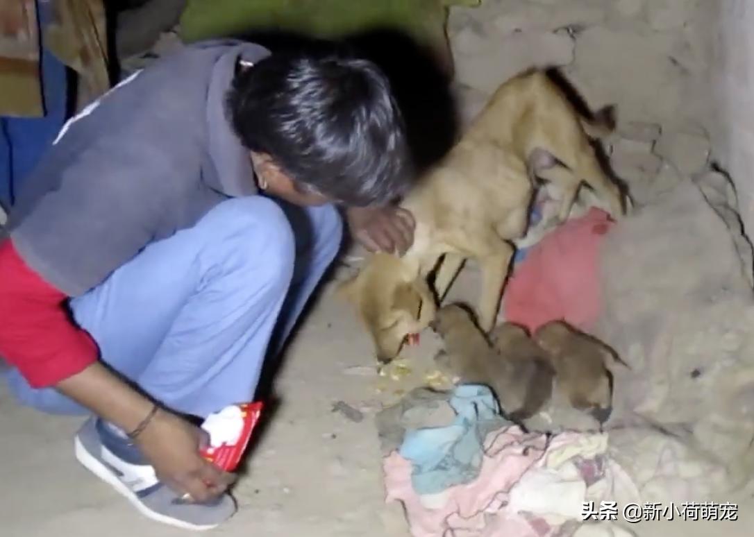 狗妈妈浑身哆嗦,狗妈妈浑身发抖