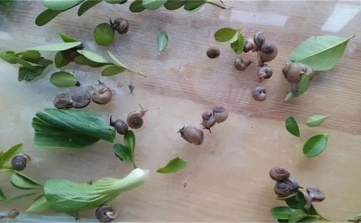 养花的虫害分类及防治,养花如何预防虫害视频教程